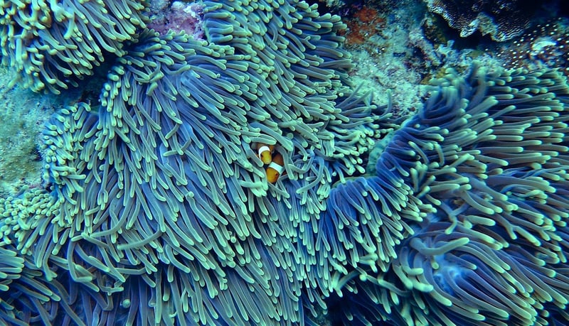 Coral Reef Wonders